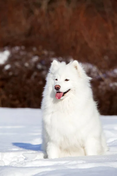 Adorable Chien Samoed Extérieur — Photo