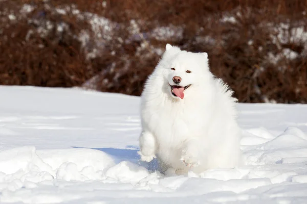 Adorable Chien Samoed Extérieur — Photo