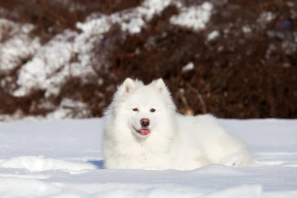 Adorable Chien Samoed Extérieur — Photo