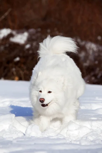 Schattige Samoed Hond Buiten — Stockfoto