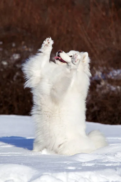 Adorabile Samoed Cane All Aperto — Foto Stock