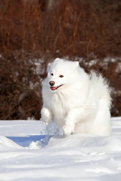 Schattige Samoed Hond Buiten — Stockfoto