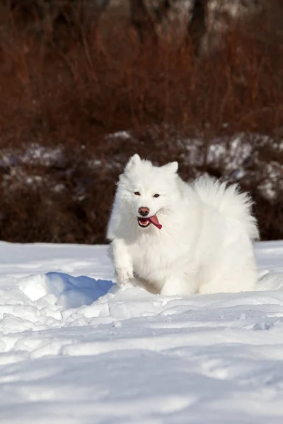 Schattige Samoed Hond Buiten — Stockfoto