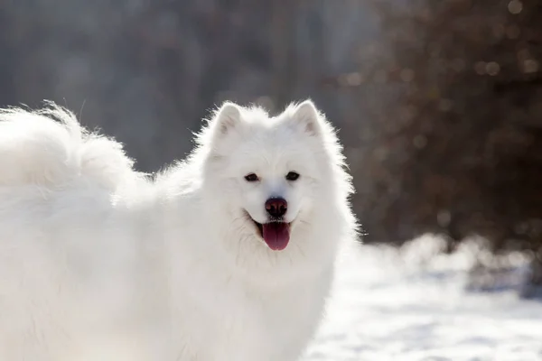 Adorável Samoed Cão Livre — Fotografia de Stock