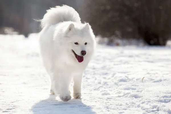 Adorable Chien Samoed Extérieur — Photo