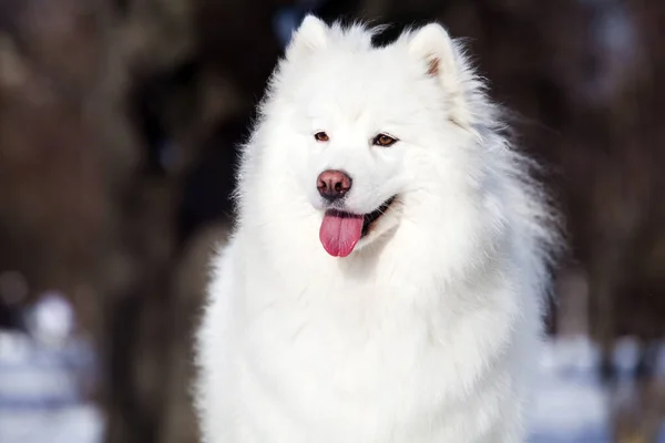 Schattige Samoed Hond Buiten — Stockfoto