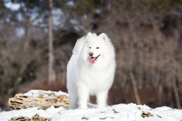 Adorable Perro Samoed Aire Libre — Foto de Stock