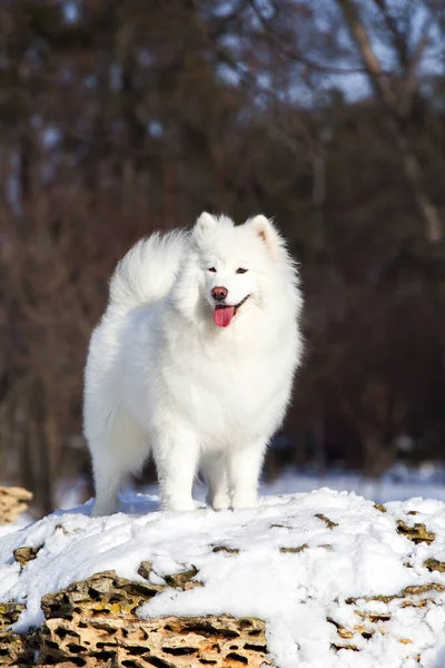 Adorable Samoed Dog Outdoors — Stock Photo, Image