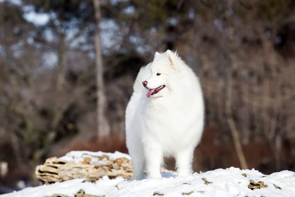 Adorabile Samoed Cane All Aperto — Foto Stock