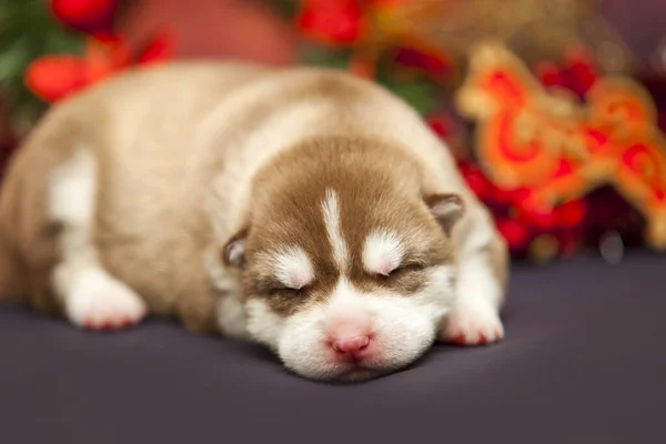 Cachorro Husky Soñoliento Fondo Los Juguetes Navidad — Foto de Stock