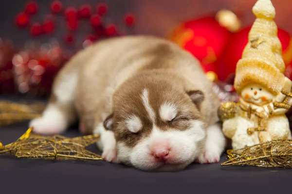 Cucciolo Husky Assonnato Sfondo Giocattoli Natale — Foto Stock