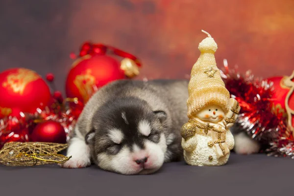 昏昏欲睡的哈士奇小狗 背景是圣诞节玩具 — 图库照片
