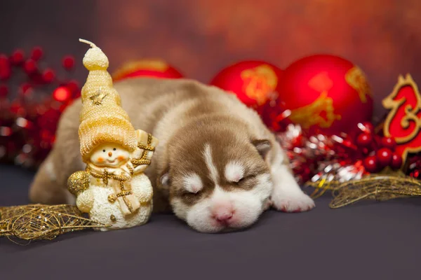 Cucciolo Husky Assonnato Sfondo Giocattoli Natale — Foto Stock