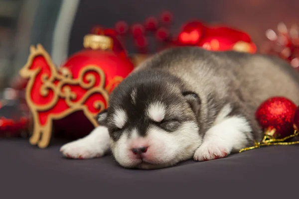 Carino Husky Cucciolo Sfondo Natale Giocattoli — Foto Stock