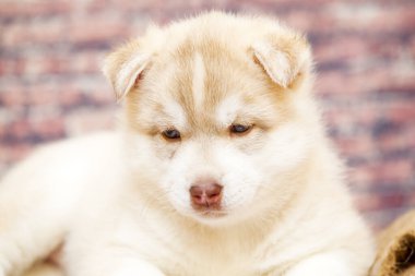 Stüdyoda Sibirya kurt köpeği var.