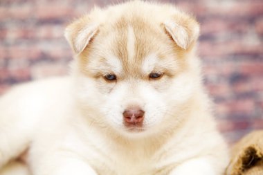 Stüdyoda Sibirya kurt köpeği var.