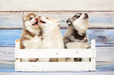 adorable husky puppies in wooden box 