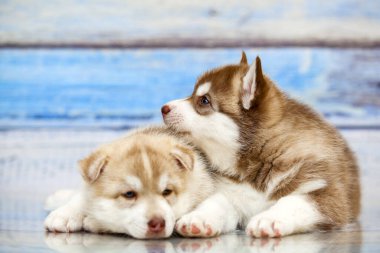 Tahta arka planda sevimli köpek yavrularını kapatın.