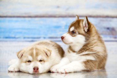 Tahta arka planda sevimli köpek yavrularını kapatın.