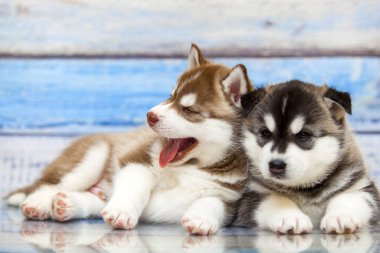 Tahta arka planda sevimli köpek yavrularını kapatın.