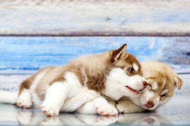 Tahta arka planda sevimli köpek yavrularını kapatın.