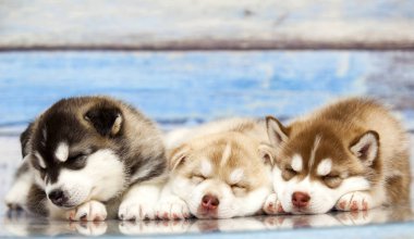 Tahta arka planda sevimli köpek yavrularını kapatın.