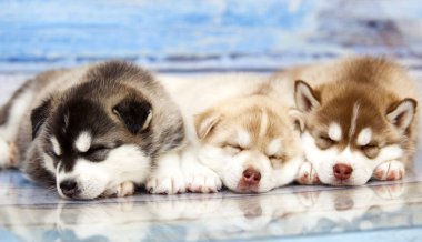 Tahta arka planda sevimli köpek yavrularını kapatın.