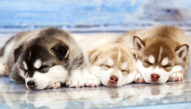 Tahta arka planda sevimli köpek yavrularını kapatın.