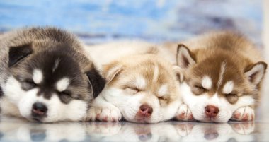 Stüdyo geçmişine karşı Sibirya Husky köpekleri