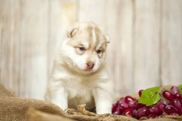 Pequeno Cão Husky Perto Cacho Uva — Fotografia de Stock