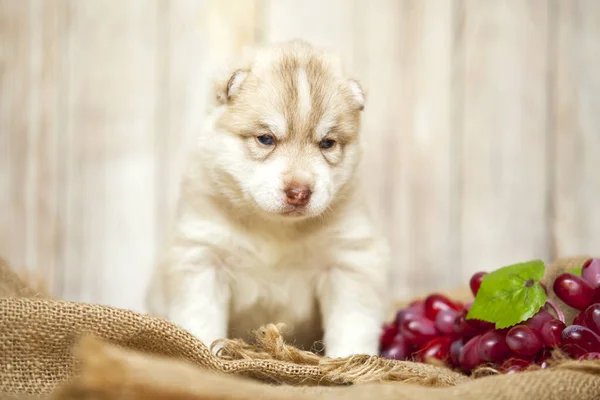Pequeno Cão Husky Perto Cacho Uva — Fotografia de Stock