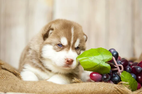 Pequeno Cão Husky Perto Cacho Uva — Fotografia de Stock