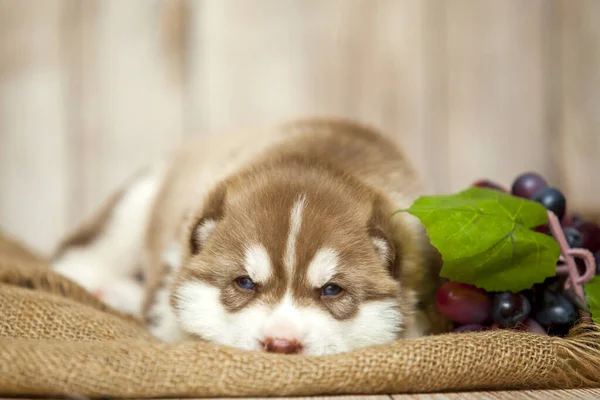 Pequeno Cão Husky Perto Cacho Uva — Fotografia de Stock