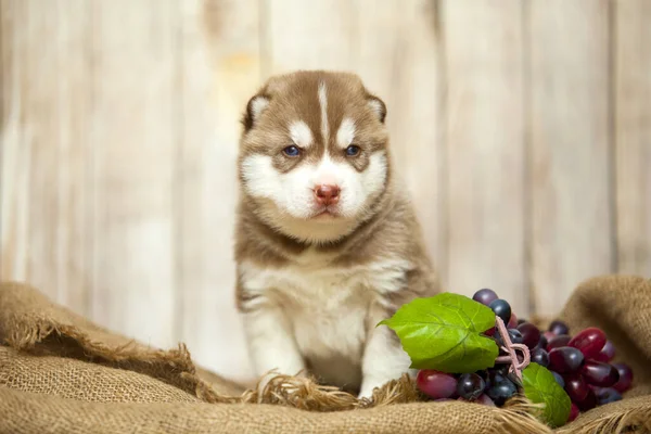 Pequeno Cão Husky Perto Cacho Uva — Fotografia de Stock