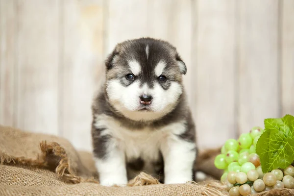 Little Husky Dog Bunch Grape — Stock Photo, Image