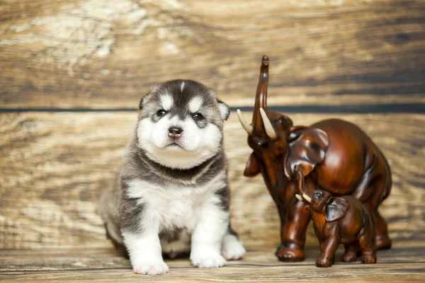 Cachorro Husky Siberiano Interior Del Estudio — Foto de Stock