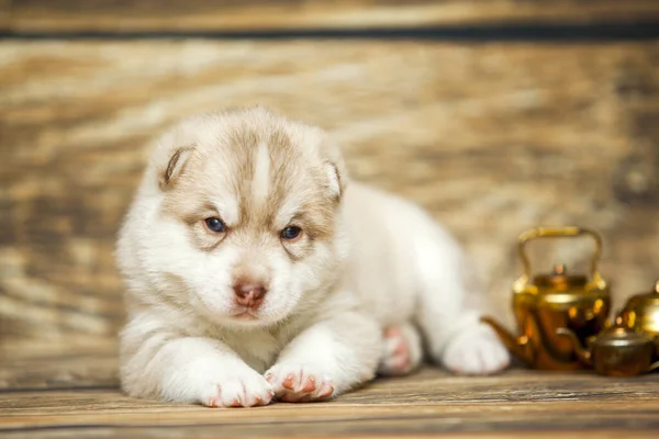 Schattig Husky Puppy Houten Achtergrond — Stockfoto