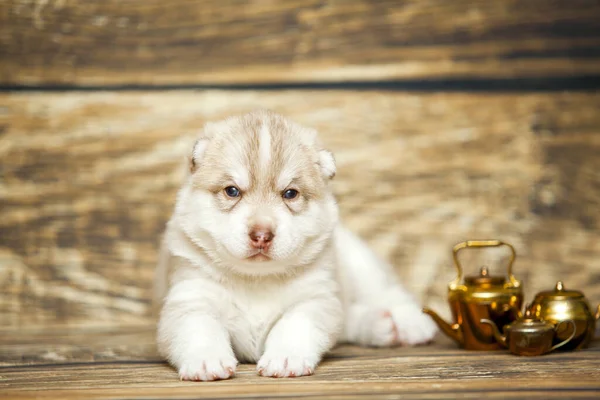 かわいいです子犬上の木製の背景 — ストック写真