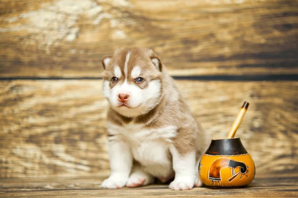 Schattig Husky Puppy Houten Achtergrond — Stockfoto
