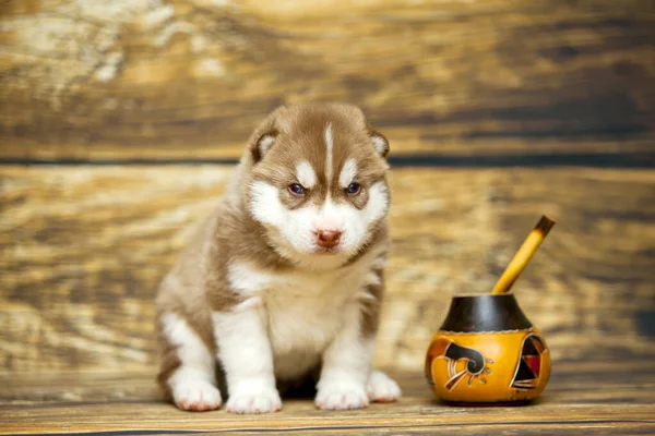 Sibirischer Husky Welpe Drinnen Studio — Stockfoto