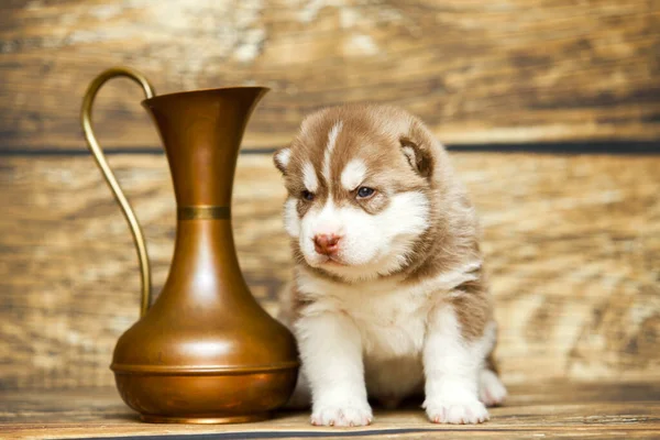 Siberische Husky Puppy Binnen Studio — Stockfoto