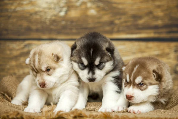 Adorable Husky Puppies Wooden Background — Stock Photo, Image