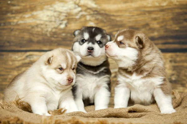 Adorabile Husky Cuccioli Sfondo Legno — Foto Stock