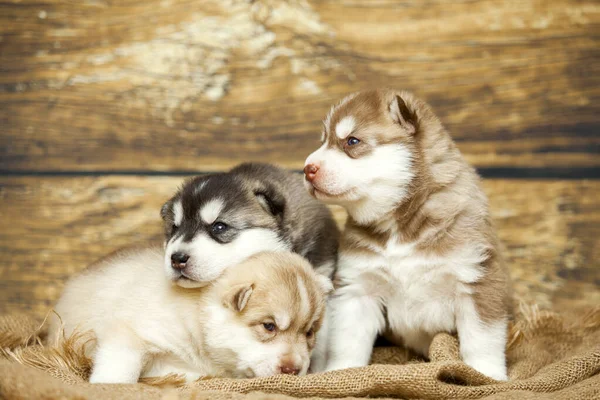Adorable Husky Puppies Wooden Background — Stock Photo, Image