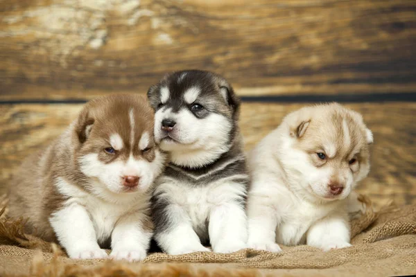 Adorabile Husky Cuccioli Sfondo Legno — Foto Stock