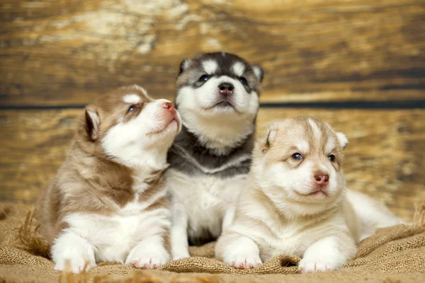 Adorabile Husky Cuccioli Sfondo Legno — Foto Stock