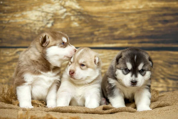 Adorables Cachorros Husky Sobre Fondo Madera —  Fotos de Stock