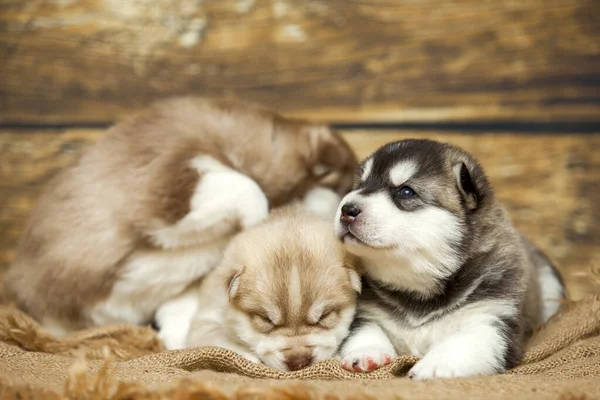 Tahta Arka Planda Sevimli Iri Köpek Yavruları — Stok fotoğraf