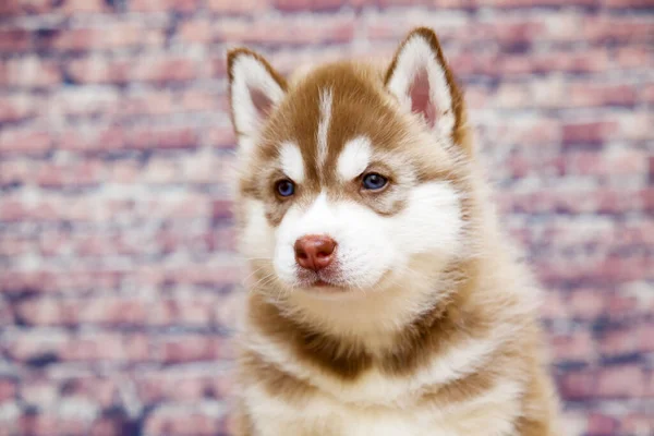 Primer Plano Retrato Adorable Husky — Foto de Stock