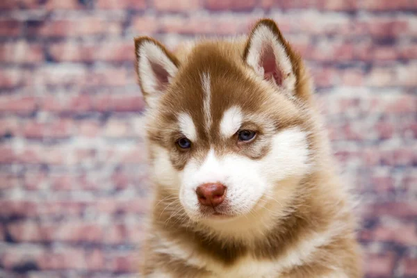 Primer Plano Retrato Adorable Husky — Foto de Stock